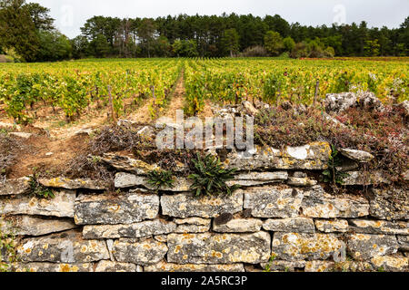 Herbst in den Weinbergen von Nuits Saint Georges, Burgund, Frankreich. Stockfoto