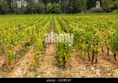 Herbst in den Weinbergen von Nuits Saint Georges, Burgund, Frankreich. Stockfoto