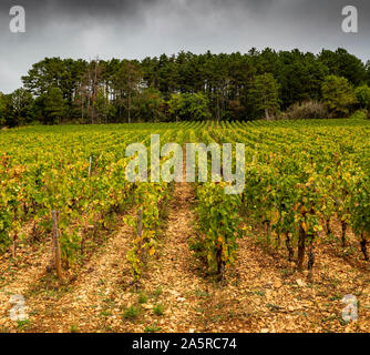 Herbst in den Weinbergen von Nuits Saint Georges, Burgund, Frankreich. Stockfoto