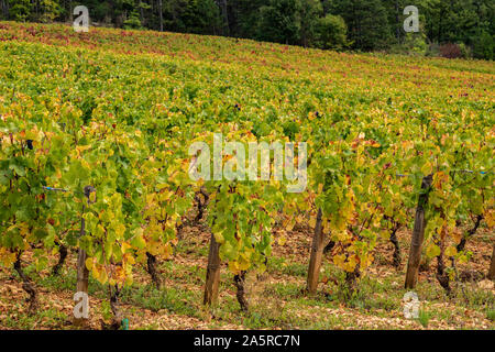 Herbst in den Weinbergen von Nuits Saint Georges, Burgund, Frankreich. Stockfoto