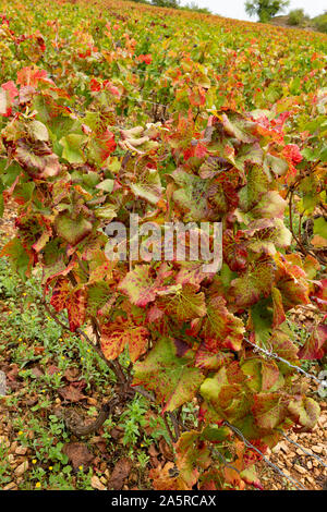 Herbst in den Weinbergen von Nuits Saint Georges, Burgund, Frankreich. Stockfoto