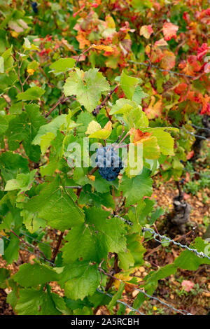 Herbst in den Weinbergen von Nuits Saint Georges, Burgund, Frankreich. Stockfoto