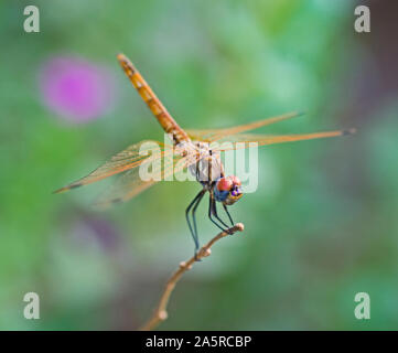 Closeup Makro Detail von Red Eyed dragonfly Pachydiplax longipennis auf die Bedienhebel in Feld Wiese Stockfoto