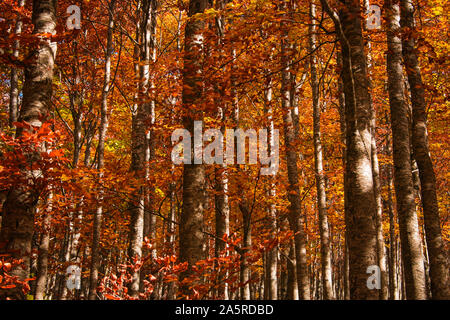 Blick auf den Wald mit roten Laub im Gran Sasso und Monti della Laga Nationalpark, Abruzzen, Italien Stockfoto