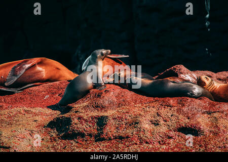 Sea Lion Pup, Isla Espiritu Santo, BCS. Stockfoto