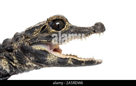 Zwerg Krokodil, Osteolaemus tetraspis, häufig auch als die Afrikanische Zwerg Krokodil, West African dwarf Crocodile bekannt und breit-snouted Krokodil, Stockfoto