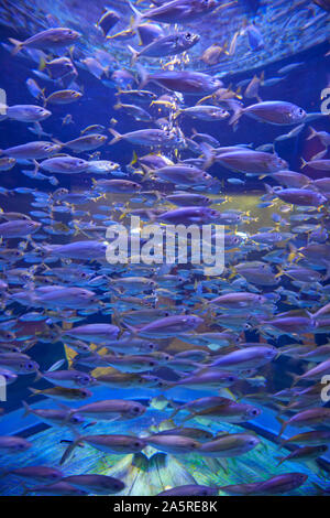 Aquarium und der Unterwasser Zoo im Atlantis Palm, Dubai, Vereinigte Arabische Emirate Stockfoto