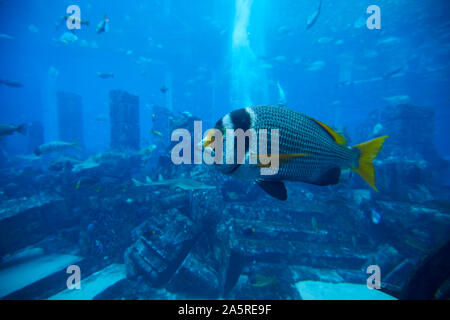 Aquarium und der Unterwasser Zoo im Atlantis Palm, Dubai, Vereinigte Arabische Emirate Stockfoto