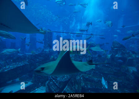 Aquarium und der Unterwasser Zoo im Atlantis Palm, Dubai, Vereinigte Arabische Emirate Stockfoto