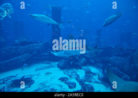 Aquarium und der Unterwasser Zoo im Atlantis Palm, Dubai, Vereinigte Arabische Emirate Stockfoto