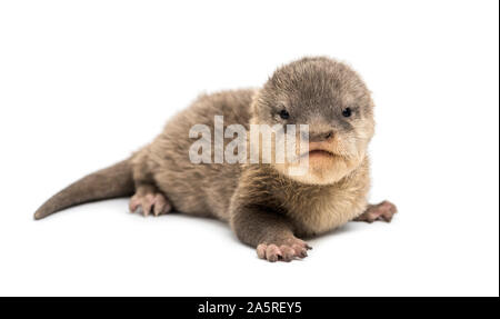 Baby Asiatische Small - kratzte Otter, Amblonyx cinerea, auch bekannt als orientalische kleine Krallen Otter oder einfach kleine Krallen Otter liegend gegen Weiße backgr Stockfoto
