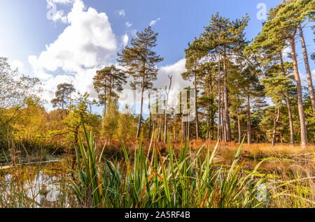 Anfang Herbst auf strensall Gemeinsame in Yorkshire. Hohen Nadelbäumen stehen neben einem Teich unter rustikale Farne. Schilf stehen im Vordergrund. Stockfoto