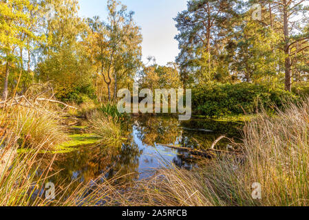 Anfang Herbst auf strensall Gemeinsame in Yorkshire. Hohen Nadelbäumen stehen neben einem Teich unter rustikale Farne. Schilf stehen im Vordergrund. Stockfoto