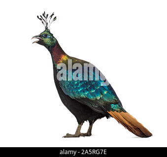 Himalayan monal (Lophophorus impejanus), auch als Impeyan monal und Impeyan Fasan bekannt Stockfoto