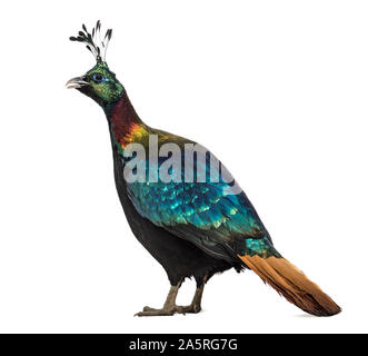 Himalayan monal (Lophophorus impejanus), auch als Impeyan monal und Impeyan Fasan bekannt Stockfoto