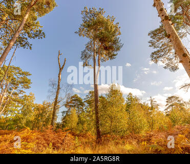 Anfang Herbst auf strensall Gemeinsame in Yorkshire. Rustikale farbige Farne stehen im Vordergrund und einer einzigen Silver Birch tree streckt sich nach oben. Stockfoto