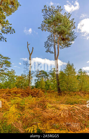 Anfang Herbst auf strensall Gemeinsame in Yorkshire. Rustikale farbige Farne stehen im Vordergrund und einer einzigen Silver Birch tree streckt sich nach oben. Stockfoto