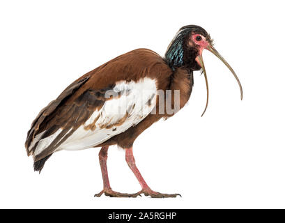 Madagassischen ibis, Lophotibis cristata, auch als Madagaskar bekannt crested Ibis, White-winged Ibis oder crested Holz ibis stehend gegen Weiße backgro Stockfoto