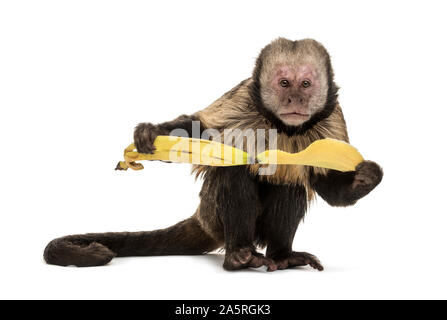 Golden-Bellied Kapuziner, Sapajus xanthosternos, auch als yellow-breasted oder Buffy - bekannt unter der Leitung der Kapuziner vor weißem Hintergrund Stockfoto