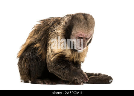 Golden-Bellied Kapuziner, Sapajus xanthosternos, auch bekannt als yellow-breasted oder Buffy - vorangegangen Kapuziner vor weißem Hintergrund sitzen Stockfoto