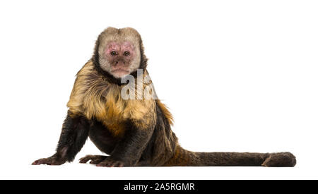 Golden-Bellied Kapuziner, Sapajus xanthosternos, auch bekannt als yellow-breasted oder Buffy - vorangegangen Kapuziner vor weißem Hintergrund sitzen Stockfoto