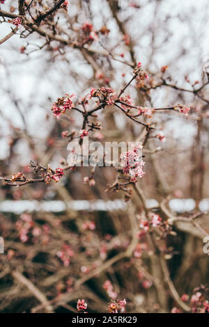 In der Nähe des Wild Cherry Blumen Stockfoto