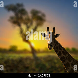 Giraffe und Akazie, Etosha National Park, Namibia, Afrika. Stockfoto