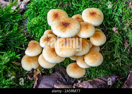 Velvet Schaft (Flammulina velutipes) Pilze wachsen auf der Basis einer verfallenden moss Baum abgedeckt Stockfoto