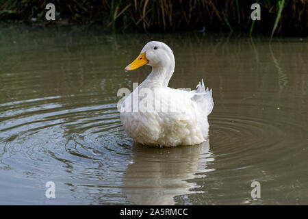 Große weiße schwere Ente auch als Amerika Pekin Ente bekannt, Long Island Ente, Pekin oder Aylesbury Ente, (Anas platyrhynchos domesticus) Stockfoto