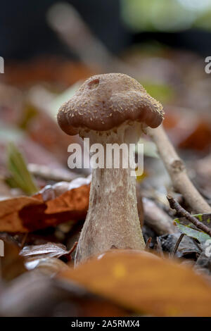 Einzelne junge Honig agaric Pilz wächst in der herbstlichen Laub vor unscharfen Hintergrund Stockfoto