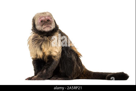 Golden-Bellied Kapuziner, Sapajus xanthosternos, auch bekannt als yellow-breasted oder Buffy - vorangegangen Kapuziner vor weißem Hintergrund sitzen Stockfoto