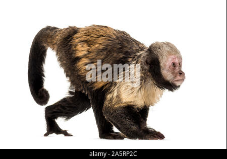 Golden-Bellied Kapuziner, Sapajus xanthosternos, auch als yellow-breasted oder Buffy - bekannt unter der Leitung der Kapuziner vor weißem Hintergrund Stockfoto