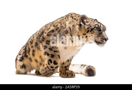 Snow Leopard Panthera uncia, auch als die Unze vor weißem Hintergrund sitzen bekannt Stockfoto