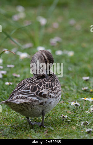 Krickente Anas querquedula, Portrait von alleinstehenden Frauen putzen. Arundel, West Sussex, UK. Stockfoto