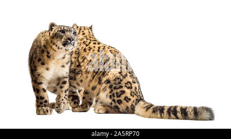 Schneeleoparden, Panthera uncia, auch als die Unze vor weißem Hintergrund sitzen bekannt Stockfoto