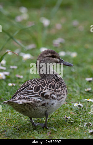 Krickente Anas querquedula, Portrait von alleinstehenden Frauen. Arundel, West Sussex, UK. Stockfoto