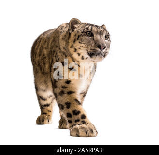 Snow Leopard Panthera uncia, auch als die Unze gehen gegen weiße Hintergrund bekannt Stockfoto