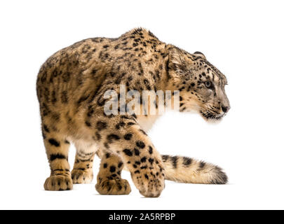 Snow Leopard Panthera uncia, auch als die Unze gehen gegen weiße Hintergrund bekannt Stockfoto