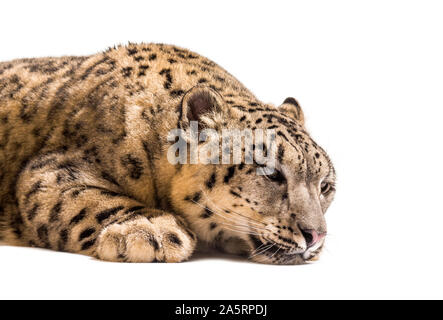 Snow Leopard Panthera uncia, auch bekannt als die Unze nach unten gegen die weißen Hintergrund liegend Stockfoto