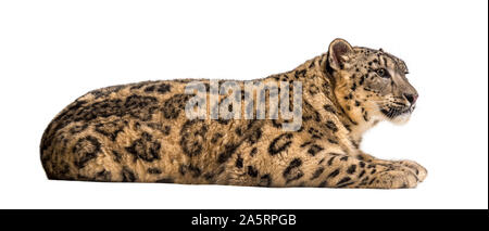 Snow Leopard Panthera uncia, auch bekannt als die Unze nach unten gegen die weißen Hintergrund liegend Stockfoto