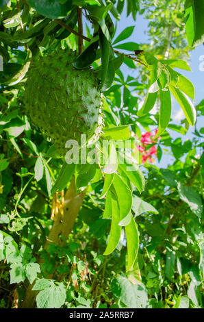 Sonnenlicht auf Grün Graviola Frucht Stockfoto