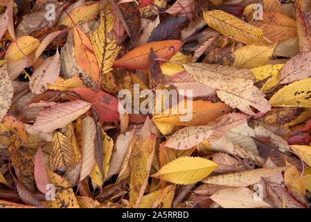 Herbst Blätter auf dem Boden von einem Kirschbaum (Prunus Avium) gefallen erstellen eine abstrakte Muster und Strukturen. Stockfoto