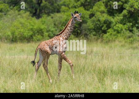 Masai Giraffe, Giraffa Camelopardalis, Jung, Masai Mara National Reserve, Kenia, Afrika Stockfoto
