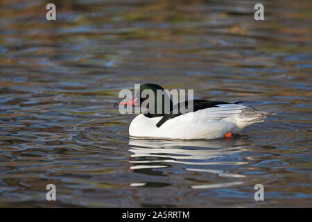 Gänsesäger, Mergus Merganser, einzigen männlichen Erwachsenen Schwimmen, Slimbridge, Gloucestershire, VEREINIGTES KÖNIGREICH Stockfoto