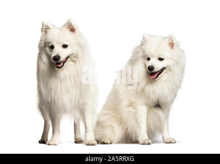 Japan Spitz vor weißem Hintergrund sitzen Stockfoto