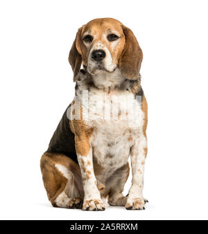 Beagle sitzen vor weißem Hintergrund Stockfoto
