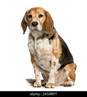 Beagle sitzen vor weißem Hintergrund Stockfoto