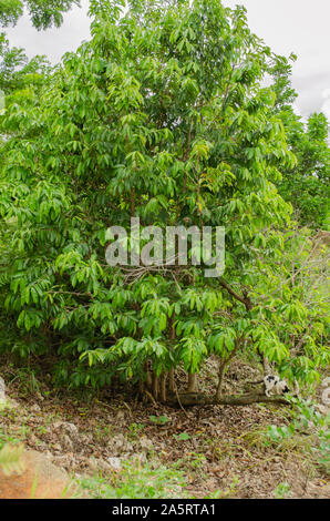 Schwarze und weiße Katze auf Baumstamm Stockfoto