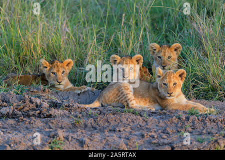 Afrikanischer Löwe Panthera leo, Cubs, Masai Mara National Reserve, Kenia, Afrika Stockfoto