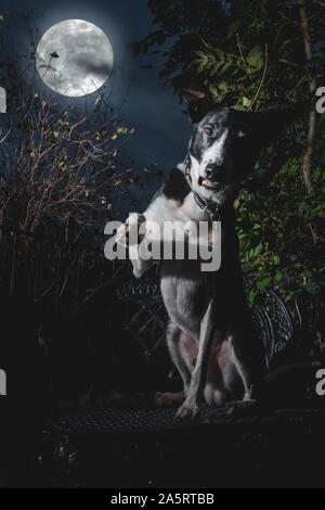 Hund posing und Suchen gruselig für Halloween Stockfoto